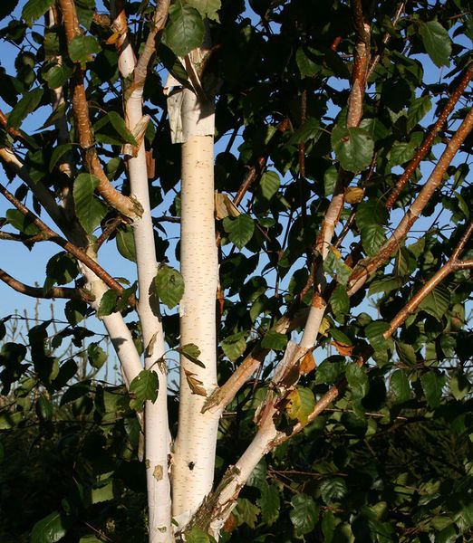 Betula pendula 2-kmeň